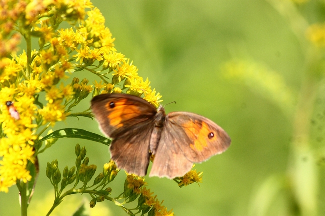 Farfalle e ambienti del parco del Ticino